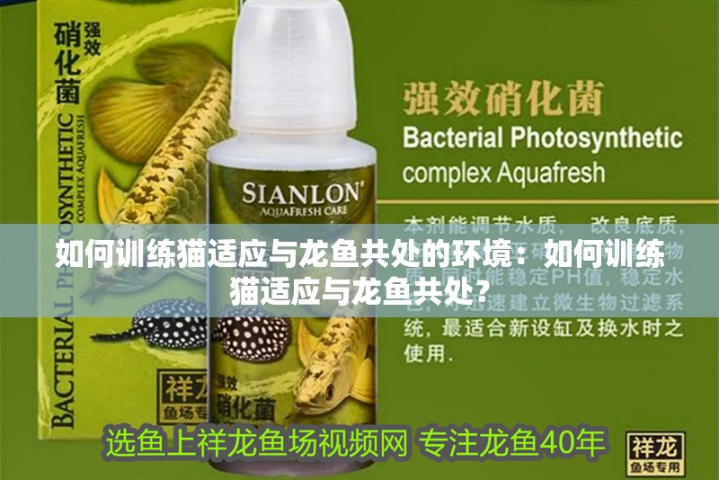 如何訓練貓適應與龍魚共處的環境：如何訓練貓適應與龍魚共處？