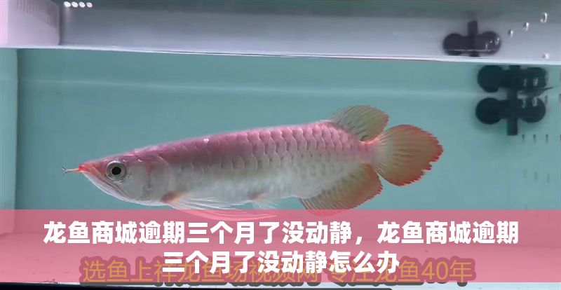 龍魚商城逾期三個月了沒動靜，龍魚商城逾期三個月了沒動靜怎么辦