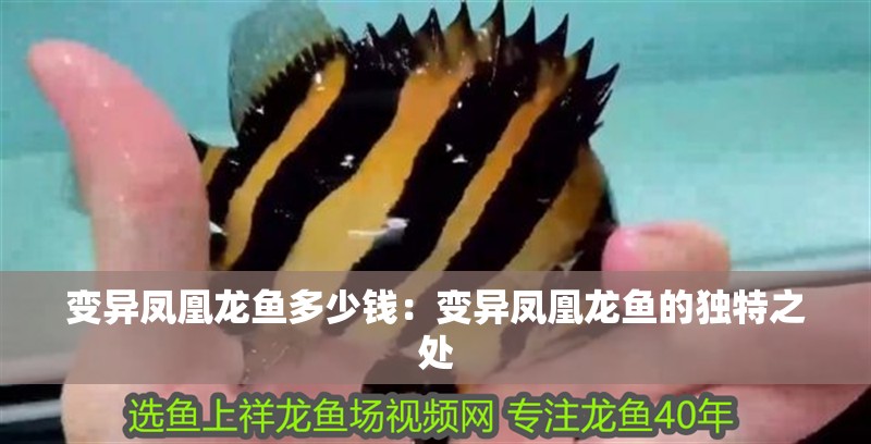 變異鳳凰龍魚(yú)多少錢：變異鳳凰龍魚(yú)的獨(dú)特之處