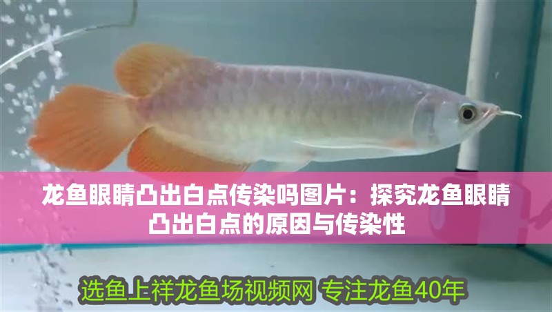 龍魚眼睛凸出白點傳染嗎圖片：探究龍魚眼睛凸出白點的原因與傳染性 龍魚眼睛凸出白點傳染嗎圖片：探究龍魚眼睛凸出白點的原因與傳染性 水族問答