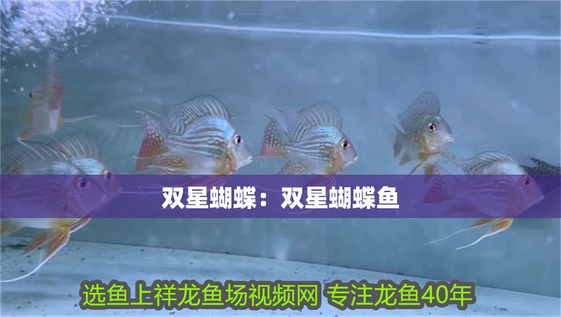 雙星蝴蝶：雙星蝴蝶魚