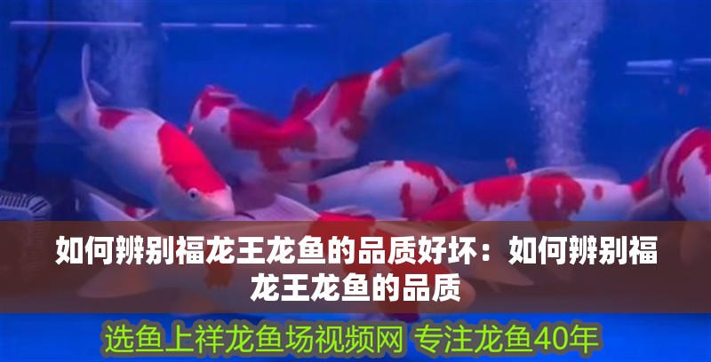 如何辨別福龍王龍魚的品質好壞：如何辨別福龍王龍魚的品質