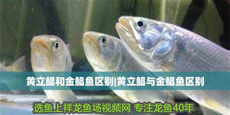 黃立鯧和金鯧魚區別|黃立鯧與金鯧魚區別