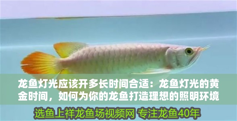 龍魚燈光應該開多長時間合適：龍魚燈光的黃金時間，如何為你的龍魚打造理想的照明環境