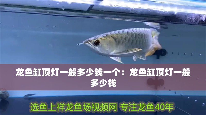 龍魚缸頂燈一般多少錢一個：龍魚缸頂燈一般多少錢