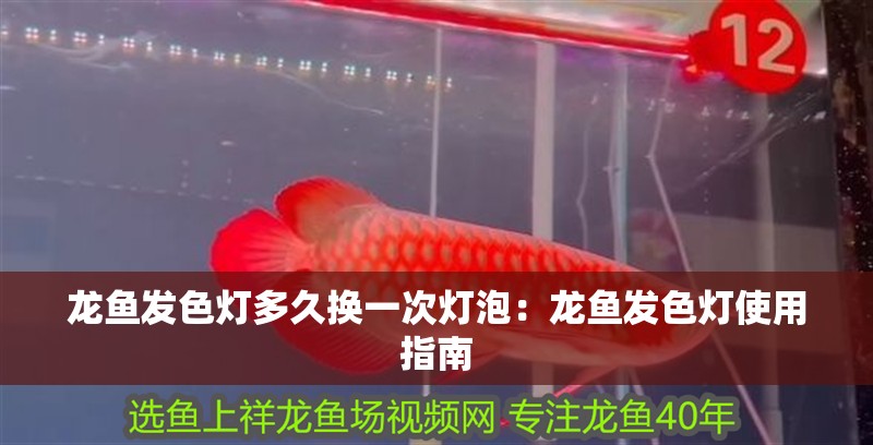 龍魚發色燈多久換一次燈泡：龍魚發色燈使用指南