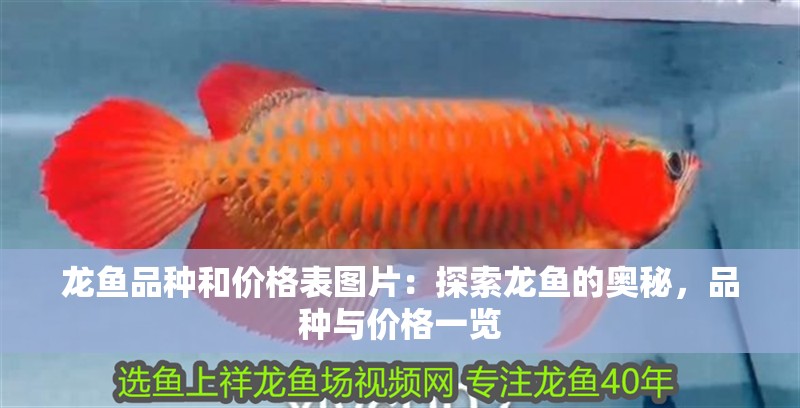 龍魚品種和價格表圖片：探索龍魚的奧秘，品種與價格一覽