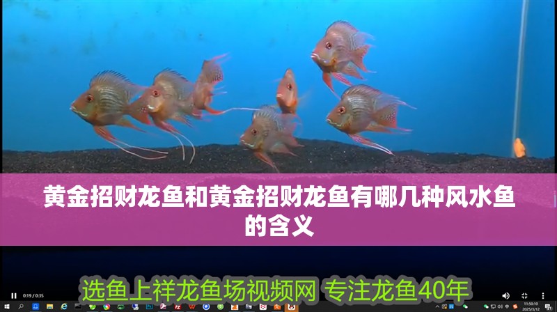 黃金招財龍魚和黃金招財龍魚有哪幾種風水魚的含義