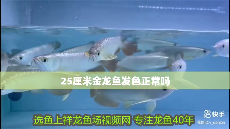 25厘米金龍魚發色正常嗎