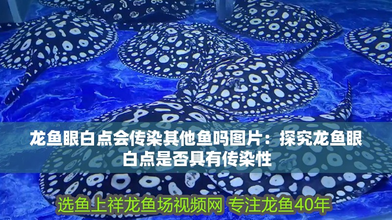 龍魚眼白點會傳染其他魚嗎圖片：探究龍魚眼白點是否具有傳染性 龍魚眼白點會傳染其他魚嗎圖片：探究龍魚眼白點是否具有傳染性 水族問答