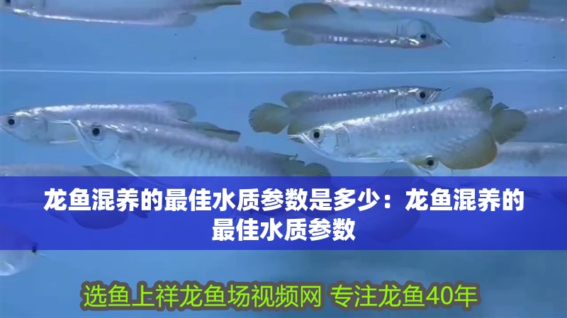 龍魚混養(yǎng)的最佳水質參數(shù)是多少：龍魚混養(yǎng)的最佳水質參數(shù)