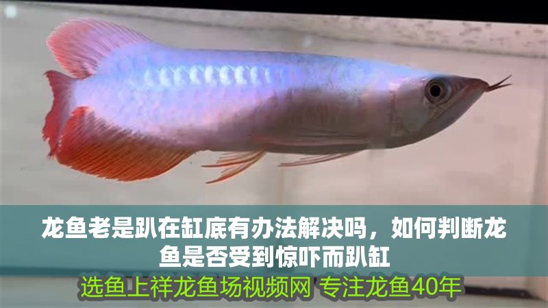 龍魚老是趴在缸底有辦法解決嗎，如何判斷龍魚是否受到驚嚇而趴缸