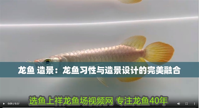 龍魚 造景：龍魚習性與造景設計的完美融合