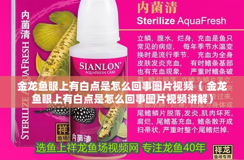 金龍魚眼上有白點是怎么回事圖片視頻（ 金龍魚眼上有白點是怎么回事圖片視頻講解）