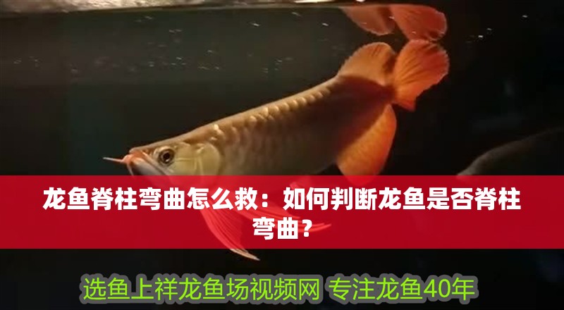 龍魚脊柱彎曲怎么救：如何判斷龍魚是否脊柱彎曲？
