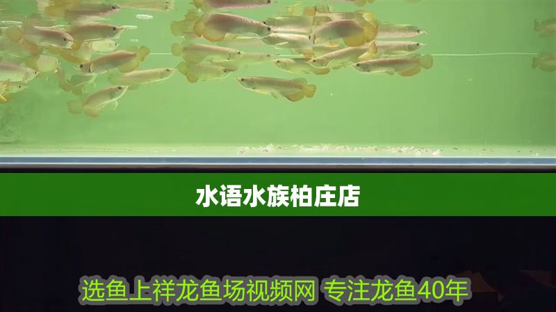 水語水族柏莊店