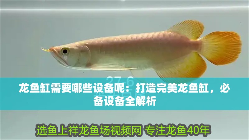 龍魚缸需要哪些設備呢：打造完美龍魚缸，必備設備全解析