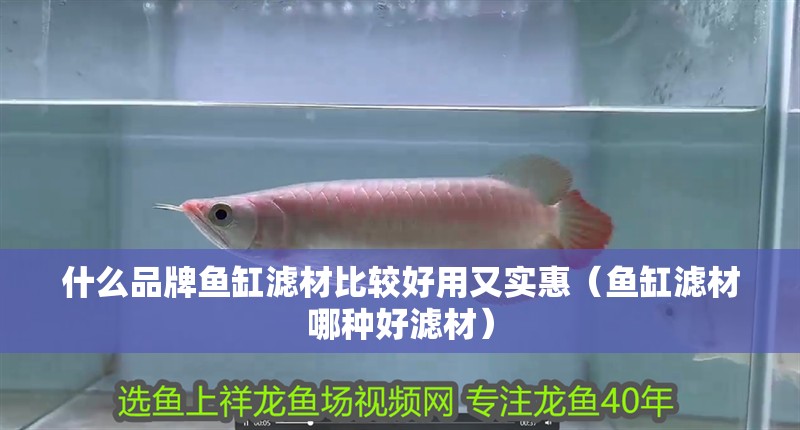 什么品牌魚缸濾材比較好用又實惠（魚缸濾材哪種好濾材）