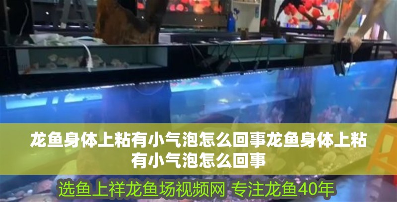 龍魚身體上粘有小氣泡怎么回事龍魚身體上粘有小氣泡怎么回事