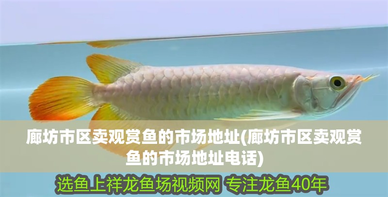 廊坊市區賣觀賞魚的市場地址(廊坊市區賣觀賞魚的市場地址電話)
