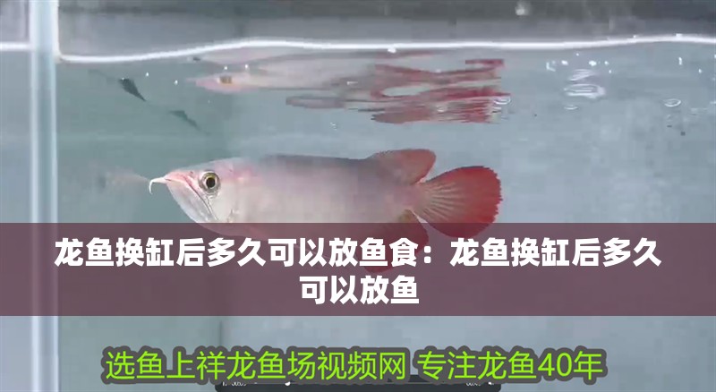 龍魚干蝦有營養嗎 龍魚換缸后多久可以放魚食:龍魚換缸后多久可以放魚 水族問答 龍魚換缸后多久可以放魚食:龍魚換缸后多久可以放魚 龍魚換缸后多久可以放魚食:龍魚換缸后多久可以放魚 水族問答