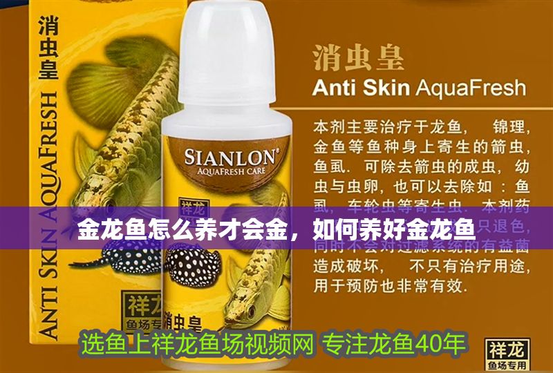 金龍魚怎么養(yǎng)才會金，如何養(yǎng)好金龍魚
