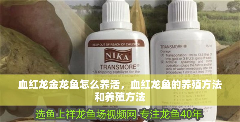 血紅龍金龍魚怎么養(yǎng)活，血紅龍魚的養(yǎng)殖方法和養(yǎng)殖方法