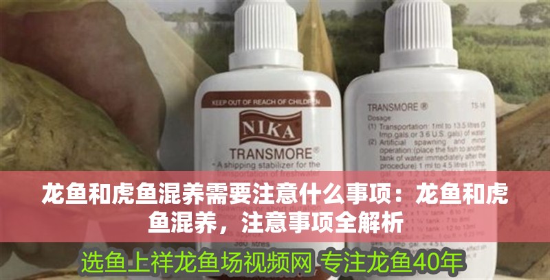 龍魚和虎魚混養(yǎng)需要注意什么事項：龍魚和虎魚混養(yǎng)，注意事項全解析