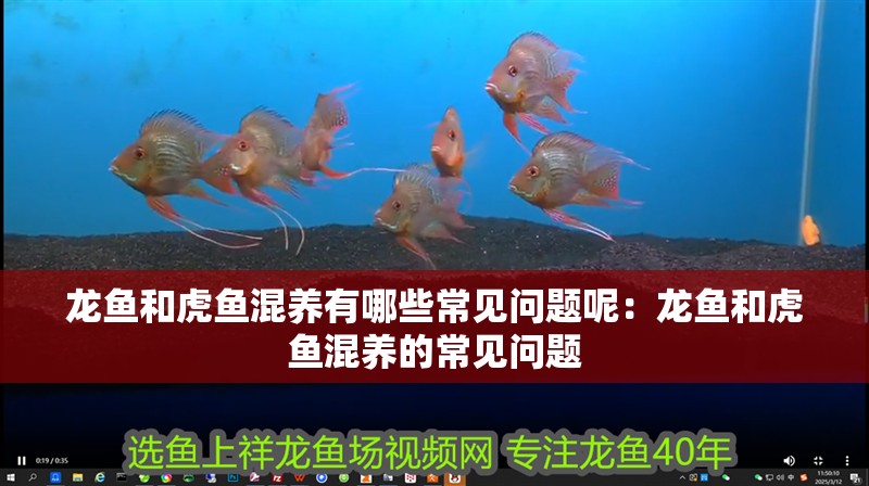 龍魚和虎魚混養有哪些常見問題呢：龍魚和虎魚混養的常見問題