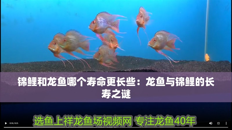 錦鯉和龍魚哪個壽命更長些：龍魚與錦鯉的長壽之謎