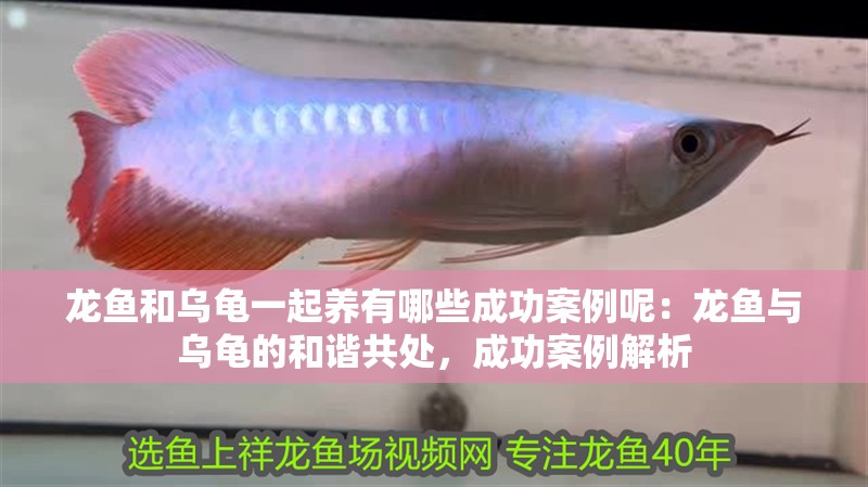 龍魚和烏龜一起養有哪些成功案例呢：龍魚與烏龜的和諧共處，成功案例解析
