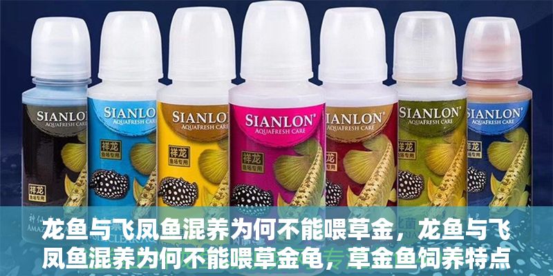 龍魚與飛鳳魚混養為何不能喂草金，龍魚與飛鳳魚混養為何不能喂草金龜，草金魚飼養特點對比分析