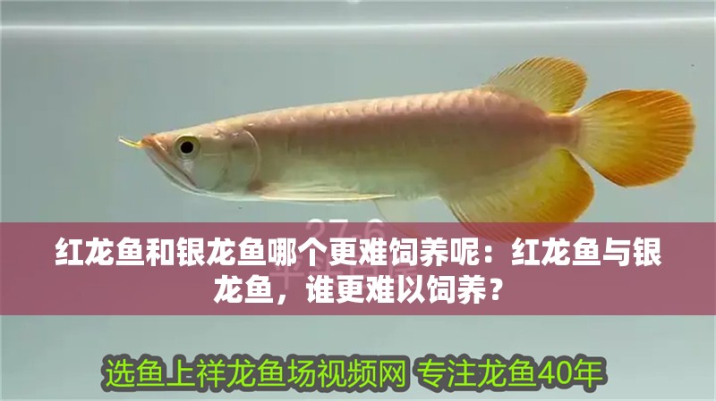 紅龍魚和銀龍魚哪個(gè)更難飼養(yǎng)呢：紅龍魚與銀龍魚，誰更難以飼養(yǎng)？