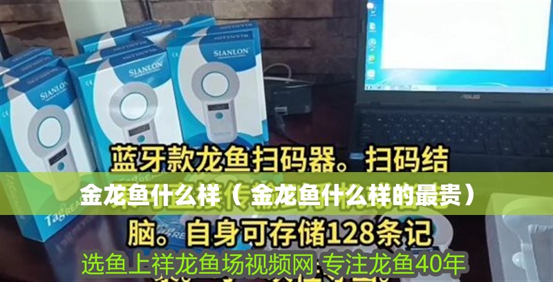 金龍魚什么樣（ 金龍魚什么樣的最貴）