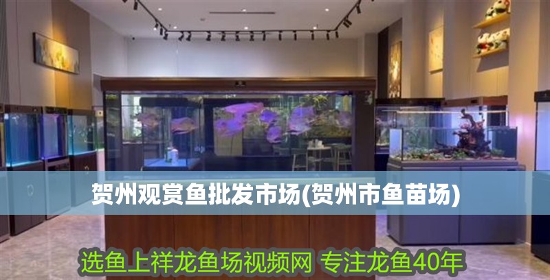 賀州觀賞魚批發市場(賀州市魚苗場)