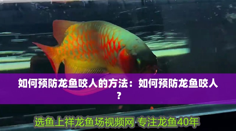 如何預防龍魚咬人的方法：如何預防龍魚咬人？