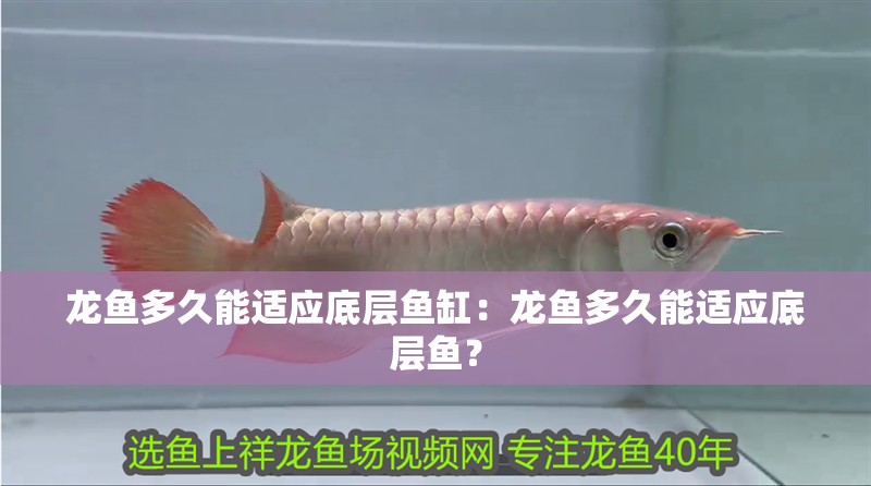 龍魚多久能適應底層魚缸：龍魚多久能適應底層魚？