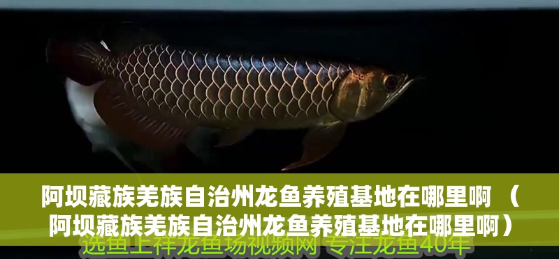 龍魚怕什么 阿壩藏族羌族自治州龍魚養殖基地在哪里啊 (阿壩藏族羌族自治州龍魚養殖基地在哪里啊) 觀賞魚百科 阿壩藏族羌族自治州龍魚養殖基地在哪里啊 (阿壩藏族羌族自治州龍魚養殖基地在哪里啊) 阿壩藏族羌族自治州龍魚養殖基地在哪里啊 (阿壩藏族羌族自治州龍魚養殖基地在哪里啊) 觀賞魚百科