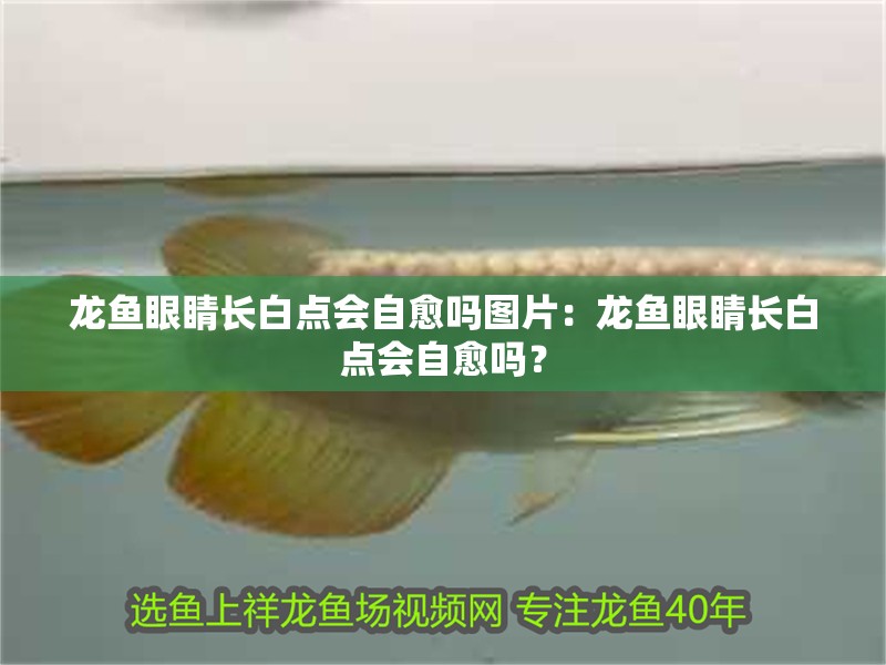 龍魚眼睛長白點會自愈嗎圖片：龍魚眼睛長白點會自愈嗎？
