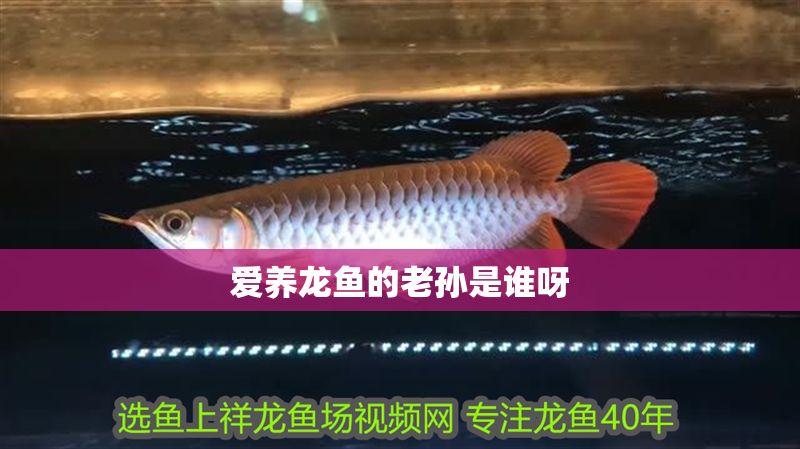 愛養龍魚的老孫是誰呀 愛養龍魚的老孫是誰呀 龍魚百科 第1張