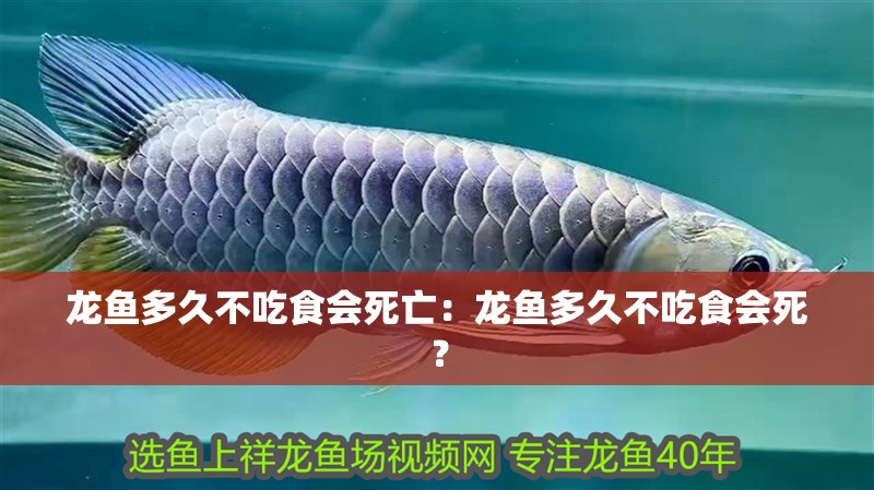 龍魚多久不吃食會死亡：龍魚多久不吃食會死？