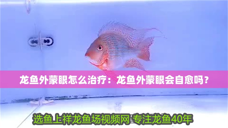 龍魚外蒙眼怎么治療：龍魚外蒙眼會自愈嗎？