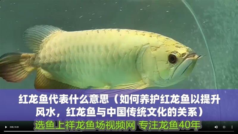 紅龍魚代表什么意思（如何養(yǎng)護(hù)紅龍魚以提升風(fēng)水，紅龍魚與中國傳統(tǒng)文化的關(guān)系）