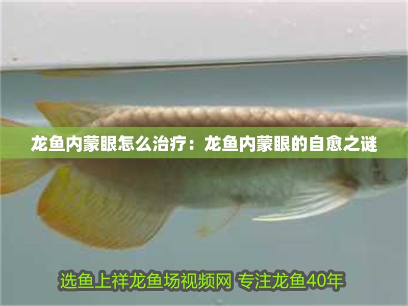 龍魚內蒙眼怎么治療：龍魚內蒙眼的自愈之謎