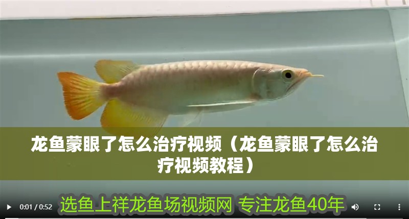 龍魚(yú)蒙眼了怎么治療視頻（龍魚(yú)蒙眼了怎么治療視頻教程）