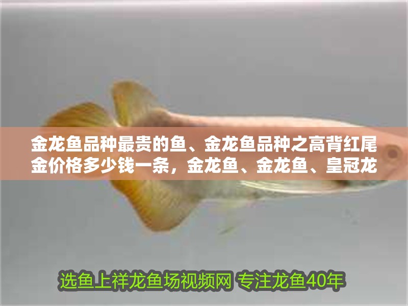 金龍魚品種最貴的魚、金龍魚品種之高背紅尾金價格多少錢一條，金龍魚、金龍魚、皇冠龍魚、黑色龍魚、紅龍魚、黑色龍魚、金龍魚