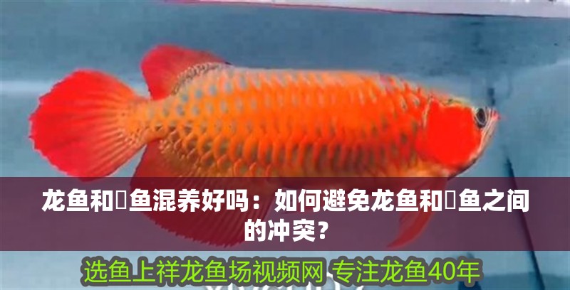龍魚和魟魚混養好嗎：如何避免龍魚和魟魚之間的沖突？ 龍魚和魟魚混養好嗎：如何避免龍魚和魟魚之間的沖突？ 水族問答