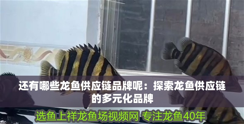 還有哪些龍魚供應鏈品牌呢：探索龍魚供應鏈的多元化品牌