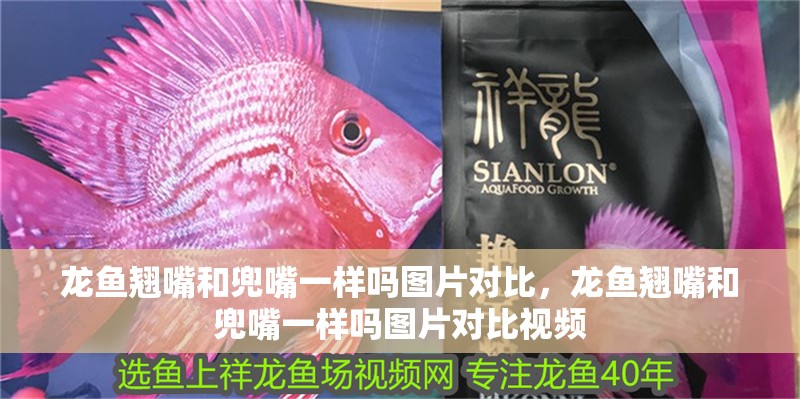 龍魚翹嘴和兜嘴一樣嗎圖片對比，龍魚翹嘴和兜嘴一樣嗎圖片對比視頻
