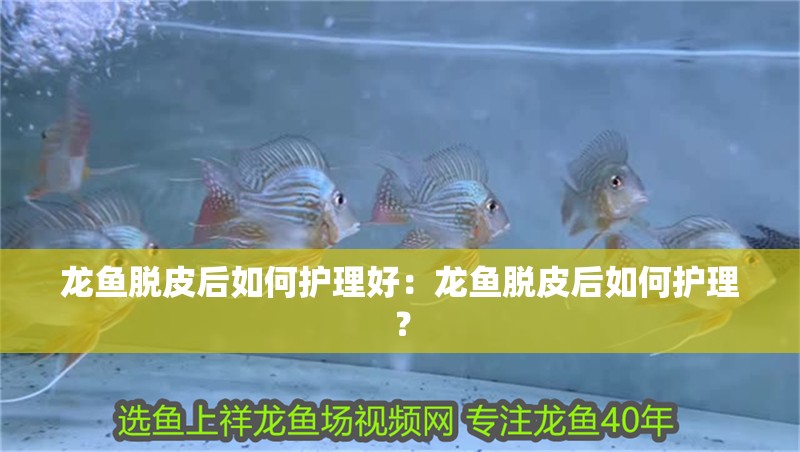 龍魚脫皮后如何護理好：龍魚脫皮后如何護理？